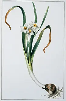 Gerrit: Narcissus tazetta, tazetta