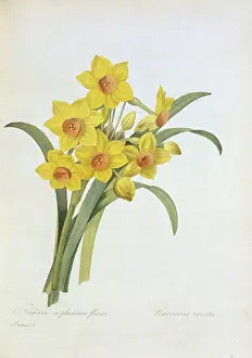 Fleurs: Narcissus tazetta, tazetta daffodil