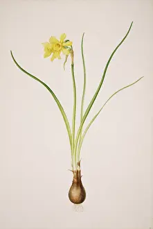 Amaryllidaceae: Narcissus x odorus, daffodil