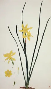 Amaryllidaceae: Narcissus x odorus, daffodil