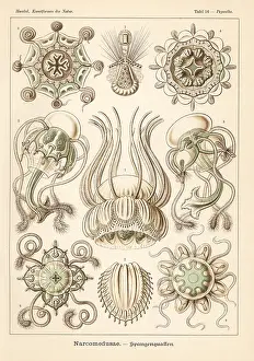 Glitsch: Narcomedusae jellyfish