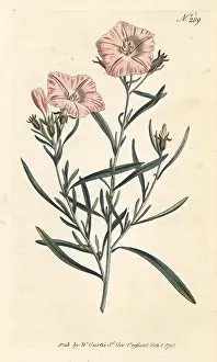 Sansom: Narrow-leaved convolvulus, Convolvulus linearis