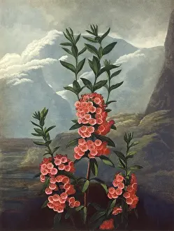 Ericaceae: The Narrow-leaved Kalmia