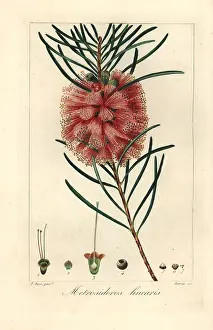 Bessa: Narrowleaf bottle brush, Callistemon linearis