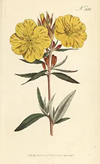Stephen Couchman: Narrowleaf evening primrose, Oenothera fruticosa