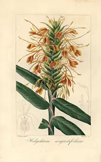 Bessa: Narrowleaf ginger, Hedychium angustifolium