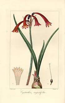 Bessa: Narrowleaved cyrtanthus, Cyrtanthus angustifolius