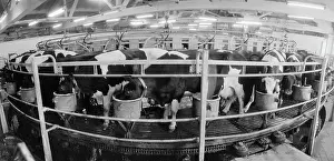 Milking: Narsky dairy facility