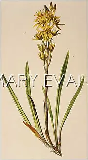 Asphodel: NARTHECIUM OSSIFRAGUM