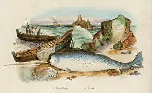 Narwhal: Narwhal