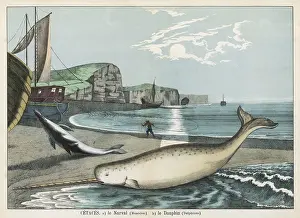 Beached: NARWHAL