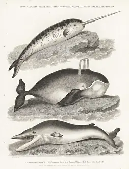 Orme And Brown: Narwhal, bowhead and fin whales