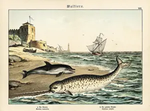 Gotthilf: Narwhal and dolphin