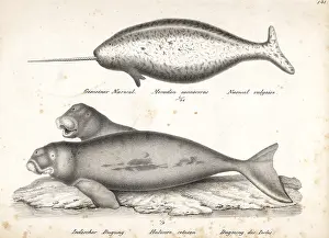 Monoceros: Narwhal and dugong (vulnerable)