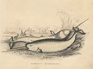 Monoceros: Narwhal, Monodon monoceros
