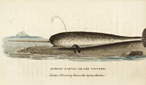Monoceros: Narwhal or narwhale, Monodon monoceros