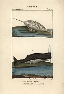 Monoceros: Narwhal or narwhale, Monodon monoceros, and