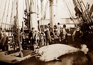 Narwhal: Narwhal on whaling ship in the Arctic