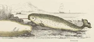 Exceptionally: NARWHALS ON THE SHORE
