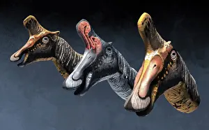 Lambei: Nasal pasages of Lambeosaurus lambei