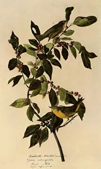 Warbler: Nashville Warbler