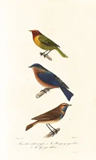 Steel Engraving: Nashville warbler, eastern bluebird and bluethroat