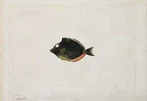 Naso: Naso lituratus, orangespine unicornfish