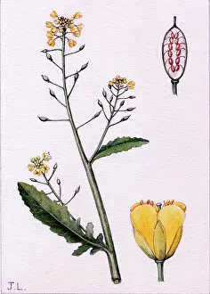 Nasturtium: Nasturtium amphibium