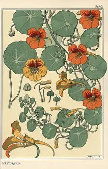 Grasset: Nasturtium botanical study