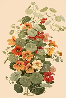 Leafy: Nasturtium Flowers and Leaves