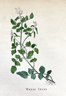 Nasturtium: NASTURTIUM OFFICINALE