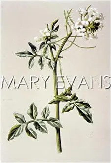 Nasturtium: NASTURTIUM OFFICINALE
