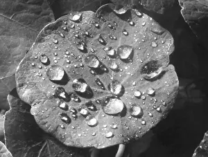 Raindrops: NASTURTIUM RAINDROPS