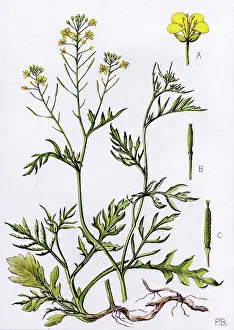 Bland: Nasturtium sylvestre