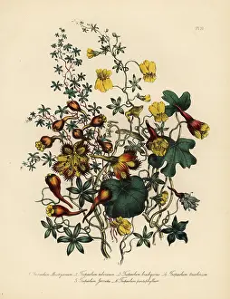 Nasturtium: Nasturtium or Tropaeolum species