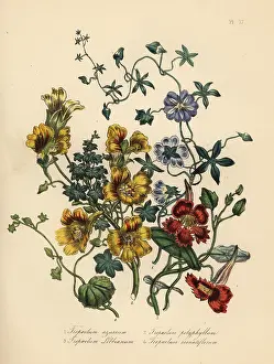 Nasturtium: Nasturtium varieties