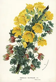Serres: Nasturtium variety, Tropaeolum polyphyllum