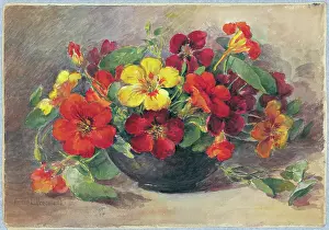 Nasturtiums: Nasturtiums