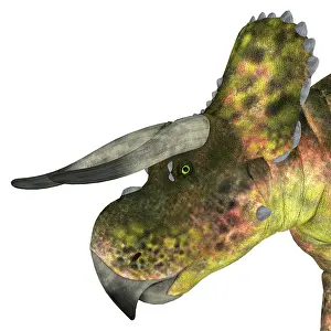 Ceratopsian: Nasutoceratops dinosaur head close-up