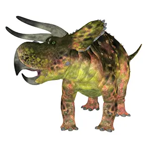Ceratopsian: Nasutoceratops dinosaur, front view