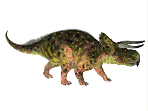 Ceratopsian: Nasutoceratops dinosaur, side view on white background
