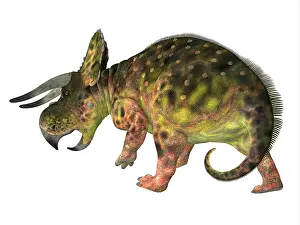 Ceratopsian: Nasutoceratops dinosaur, on white background