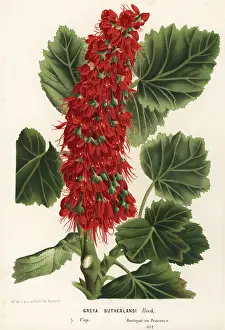 Bottlebrush: Natal bottlebrush, Greyia sutherlandii