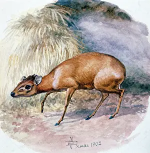 Duiker: Natal Duiker, 1902
