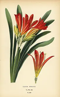 Aspidistra: Natal lily, Clivia miniata