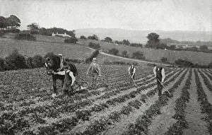 Hoeing: National Children's Home (NCH), Frodsham - Ploughing