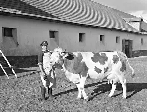 Milks: Nationalized farmhouse - cow