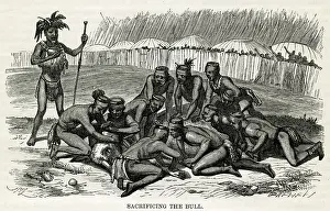 Kaffirs: Native Africans bull sacrifice