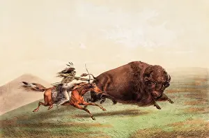 Buffaloes: The Native American Indian Buffalo Chase