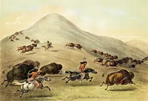 Buffaloes: Native American Indian Buffalo Hunt